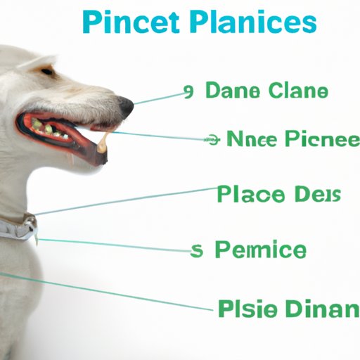 Comparison of Healthy Paws Dental Coverage to Other Pet Insurance Plans