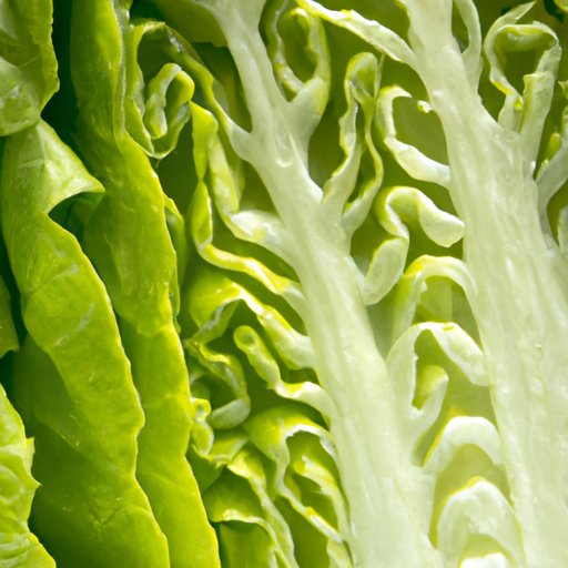 A Closer Look at the Nutritional Profile of Romaine Lettuce