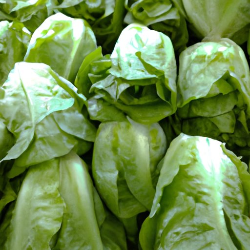 Exploring the Health Benefits of Eating Romaine Lettuce Regularly