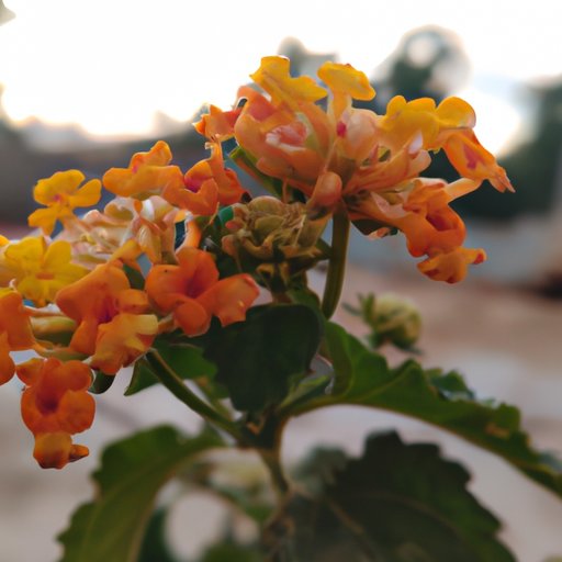 Exploring the World of Talentos