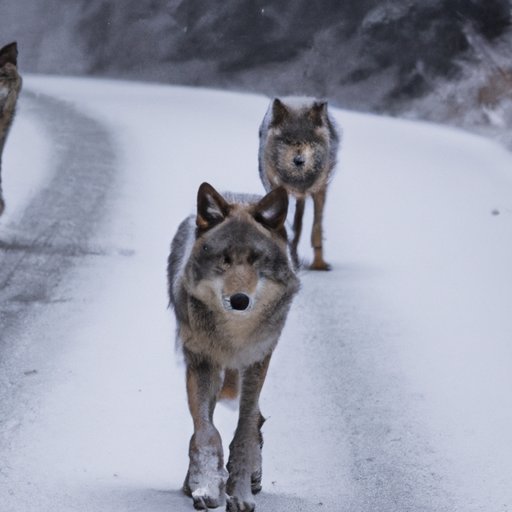 A Travelogue of Wolves: Documenting the Long Journeys of a Wolf Pack