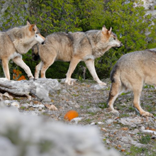 Mapping the Paths of Wolves: Investigating the Roles of Leadership and Group Cohesion in Wolf Migration