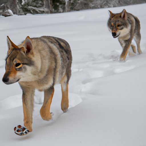 Tracking the Movement of Wolves: Examining the Social Dynamics of a Wolf Pack