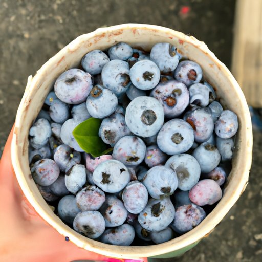 Exploring the Antioxidant Power of Blueberries