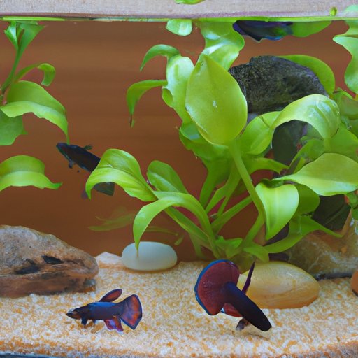 Creating a Healthy Environment in a Betta Fish Tank