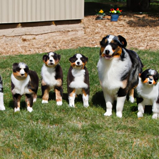 Examining the Genetics Behind the Size Differences in Mini Australian Shepherds
