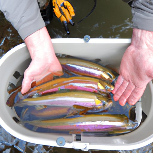 Best Practices for Maintaining a Healthy Population of Rainbow Trout