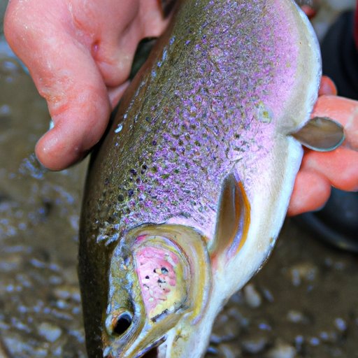 A Look at the Maximum Size of Rainbow Trout