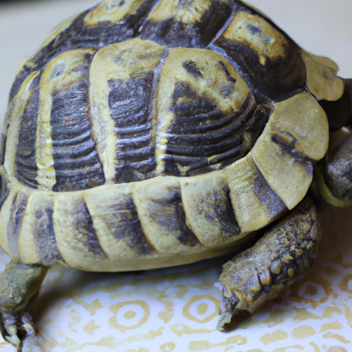 Pros and Cons of Owning a Russian Tortoise of Varying Sizes