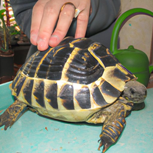 Understanding the Growth Potential of the Russian Tortoise