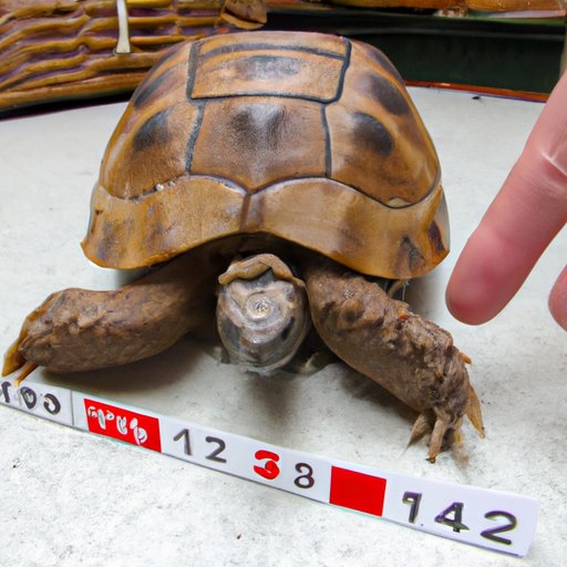 Common Mistakes When Estimating the Size of an Adult Russian Tortoise