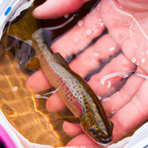Investigating the Effects of Overfishing on Trout Population