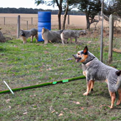 Investigating the Range of Sizes for an Australian Cattle Dog
