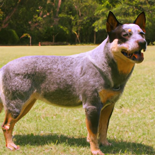 Investigating the Genetics Behind the Size of an Australian Cattle Dog
