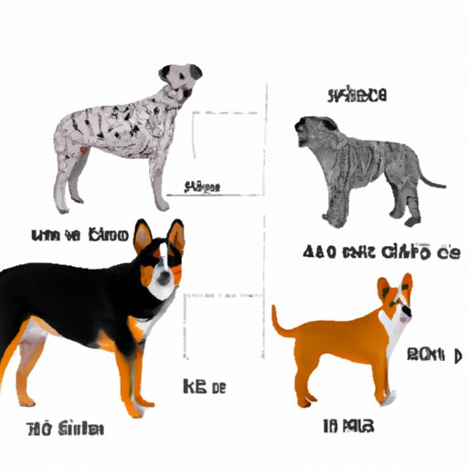 Comparing the Sizes of Different Breeds of Dogs to an Australian Cattle Dog