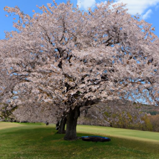 A Guide to Growing Large Cherry Trees