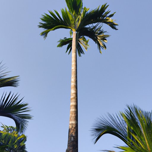 What You Need to Know About Majesty Palm Heights