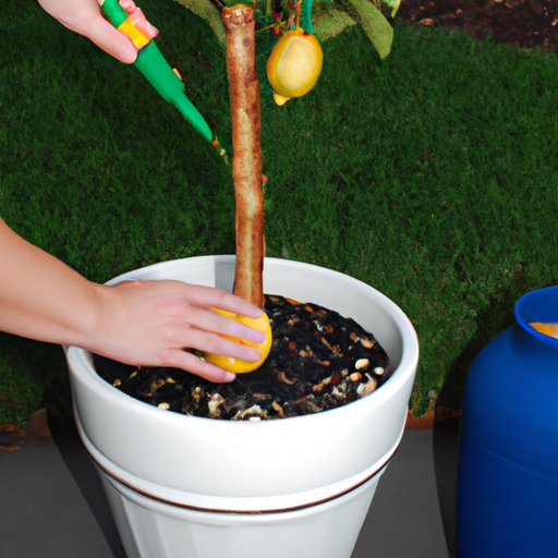 How to Care for a Meyer Lemon Tree