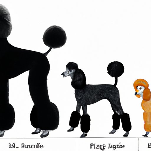 Comparing Standard Poodle Sizes Across Generations