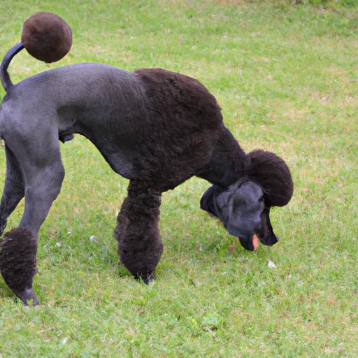 Common Health Issues Related to Standard Poodle Size