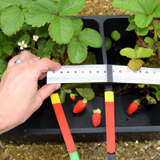 Measuring and Estimating the Size of Strawberry Plants