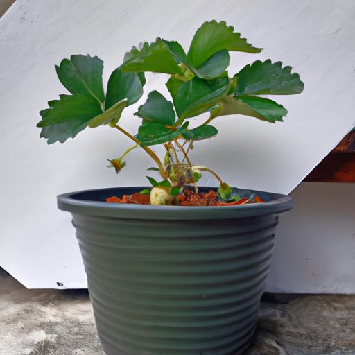 Growing Tips for Maximizing the Size of Strawberry Plants
