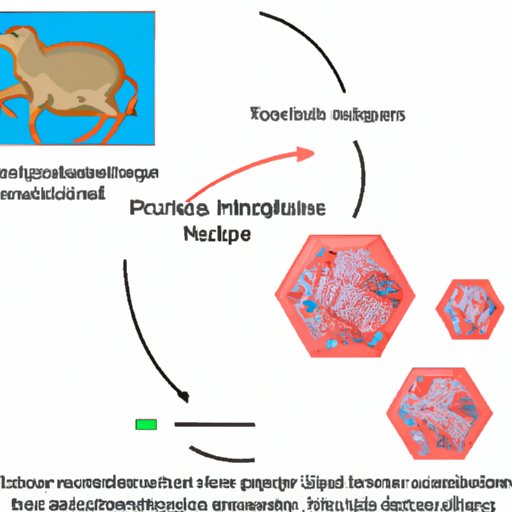 Transmission of the Monkeypox Virus