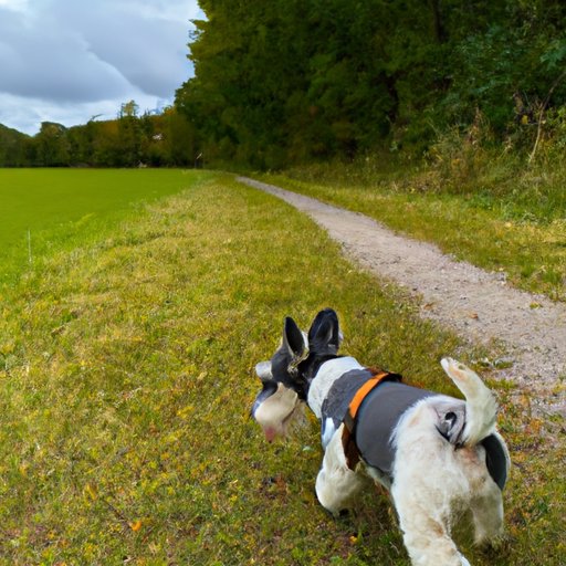 Take Your Dog for Walks in Nature