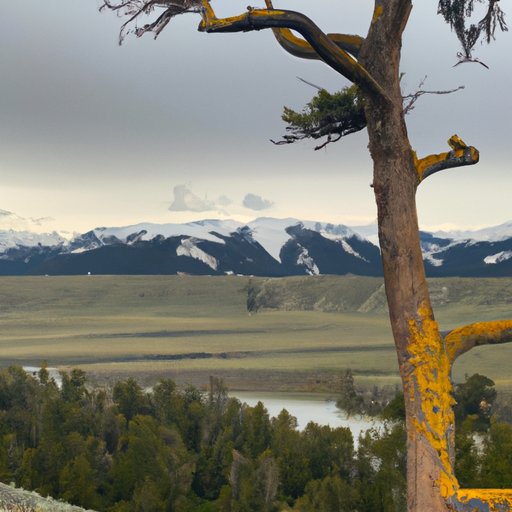 Solution 4: Binge the Entire Season by Purchasing the DVD Box Set