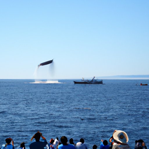 Attend a Whale Watching Festival