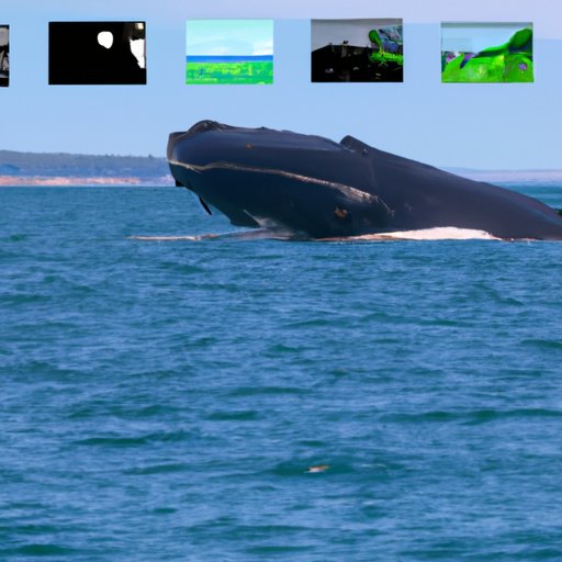 Watch Whales on Live Webcams