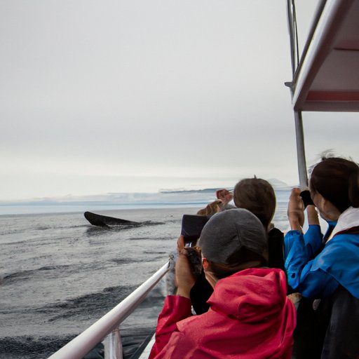 Look for Whales from a Boat