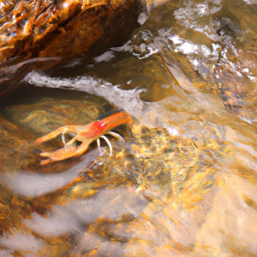 An Overview of Streaming Services Offering Where the Crawdads Sing