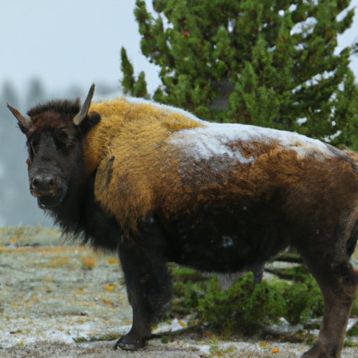 Binge Watch Yellowstone Season 4 on a Streaming App