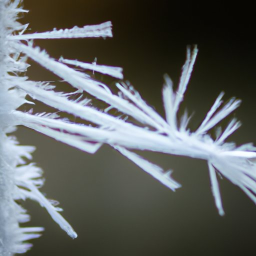 How Low Temperatures Cause Frost