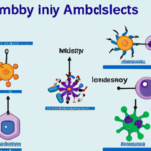 Role of Antibodies in the Immune System