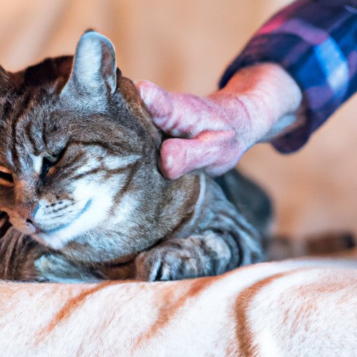 Investigating the Relationship Between Petting and Purring