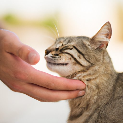 Examining the Benefits of Petting a Cat