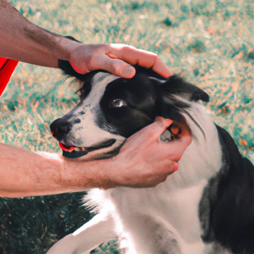 Analyzing Behavior of Dogs During Petting