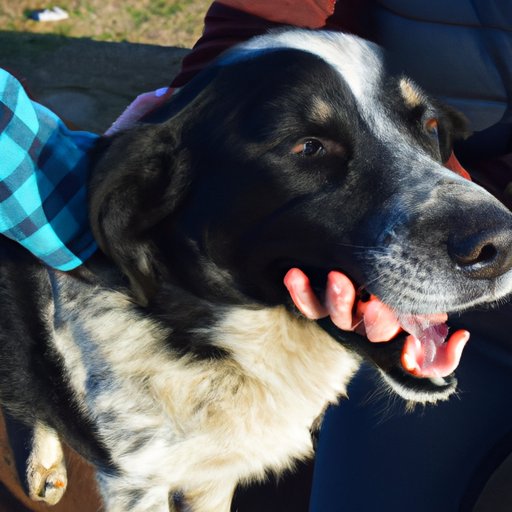 Exploring the Benefits of Petting Dogs for Both Humans and Canines