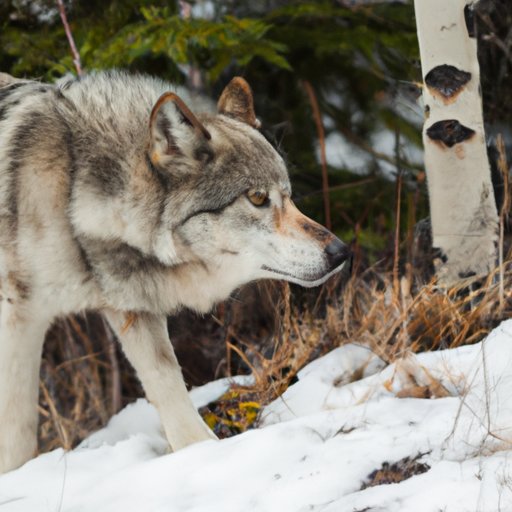 Applying Satellite Imagery to Assess Changes in Wolf Populations