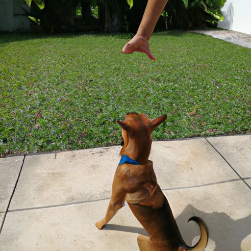 Train Your Dog to Leave It