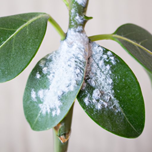Exploring the Different Ways Mealybugs Move: Prevention Strategies for Home Gardeners