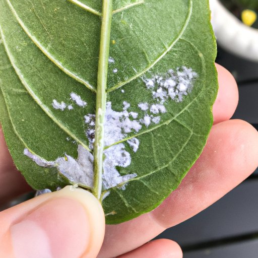 Investigating Mealybug Mobility: Tips for Controlling These Pesky Pests