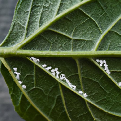 Understanding the Migration Patterns of Mealybugs: A Guide to Spotting and Stopping Infestations