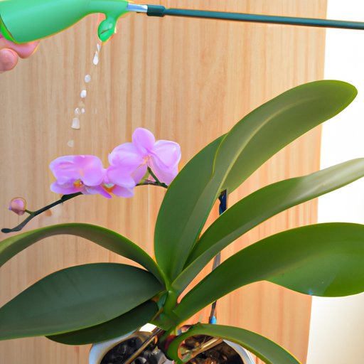 Watering Your Orchid Regularly and Appropriately