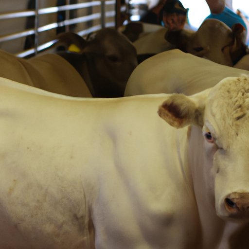 Looking for a USDA Grade