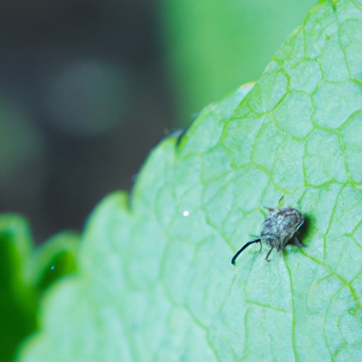 Look for a Grey Tick