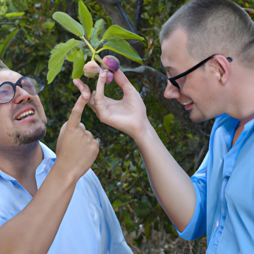 Discussing the Fragrance of Ripe Figs