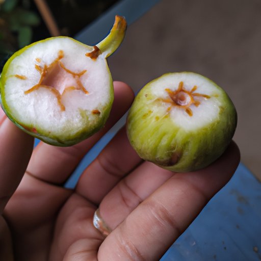 Describing the Appearance of Ripe Figs
